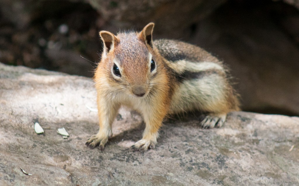 cute-chipmunk